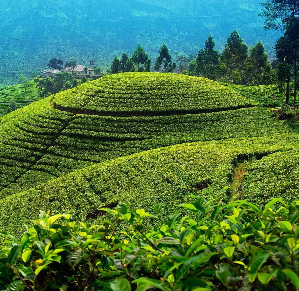 Paddy Field